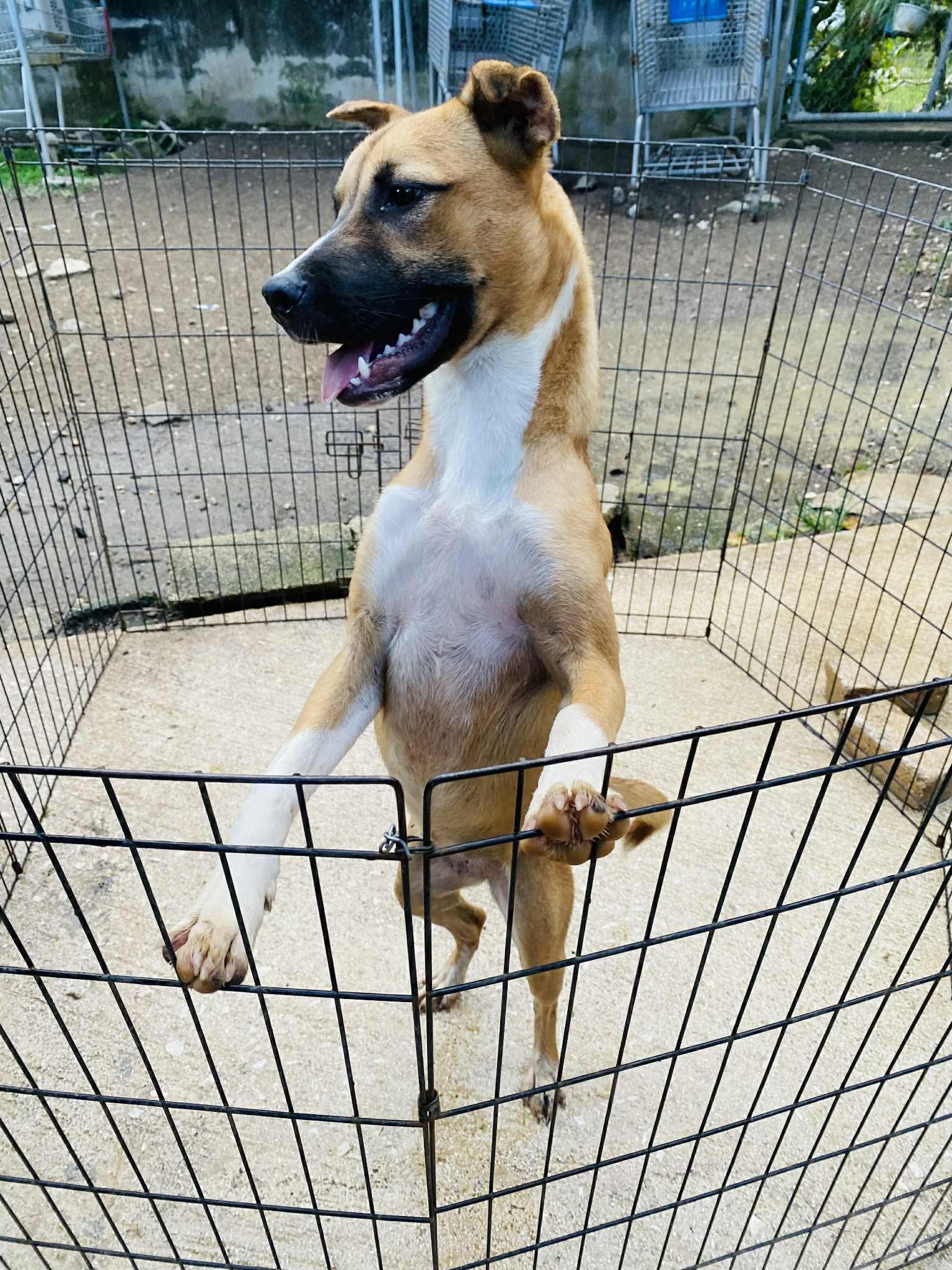 Snickerdoodle thumbnail 3