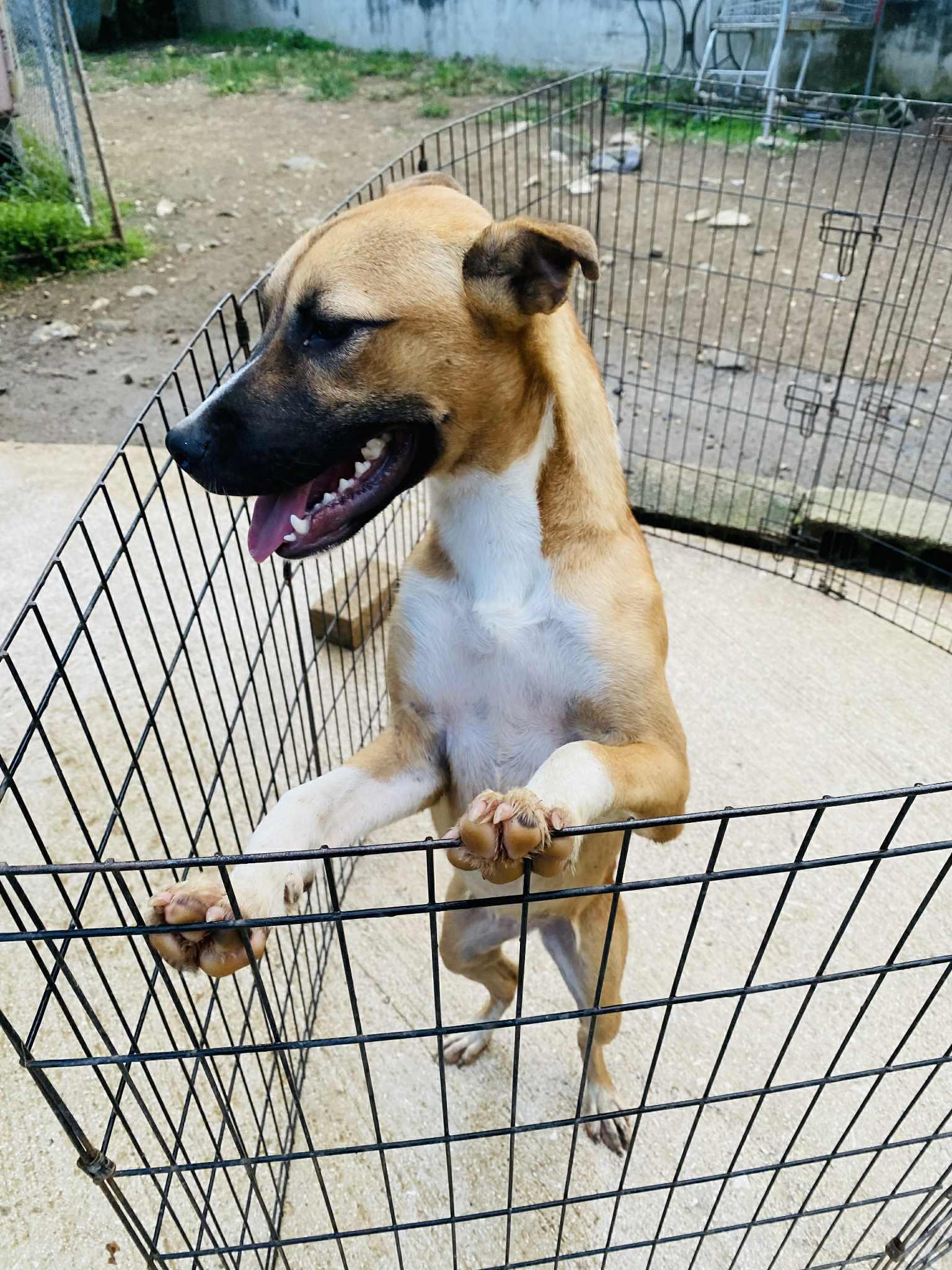 Snickerdoodle thumbnail 2