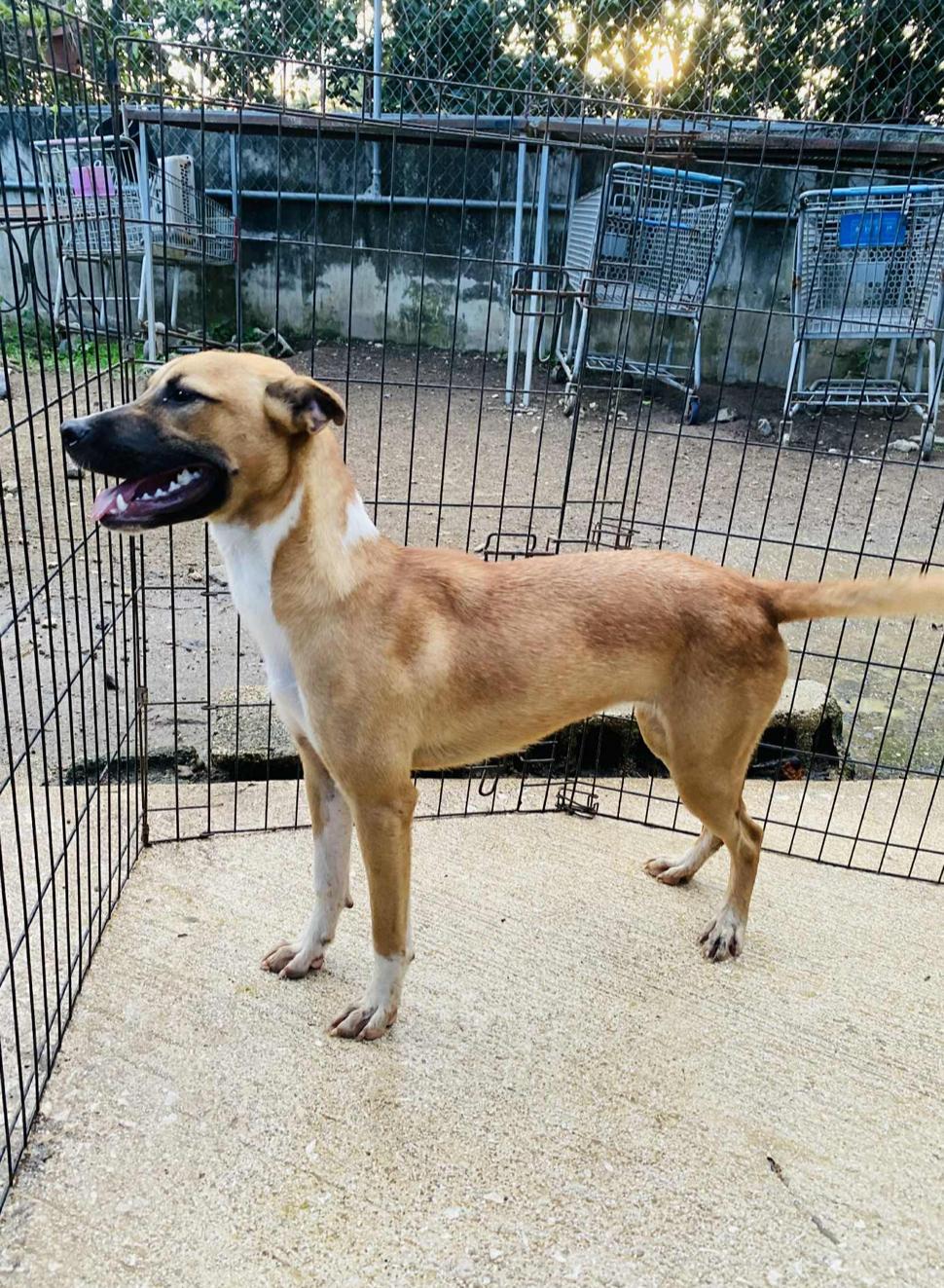 Snickerdoodle thumbnail 6