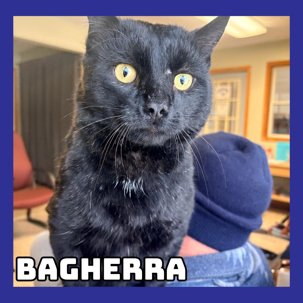 Bagheera, a Adoptable Domestic Short Hair in Glenwood, MN image 1/4
