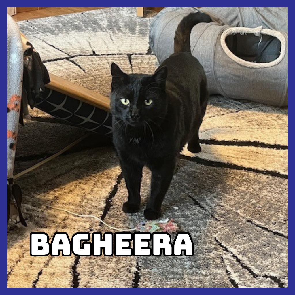 Bagheera, a Adoptable Domestic Short Hair in Glenwood, MN image 2/4