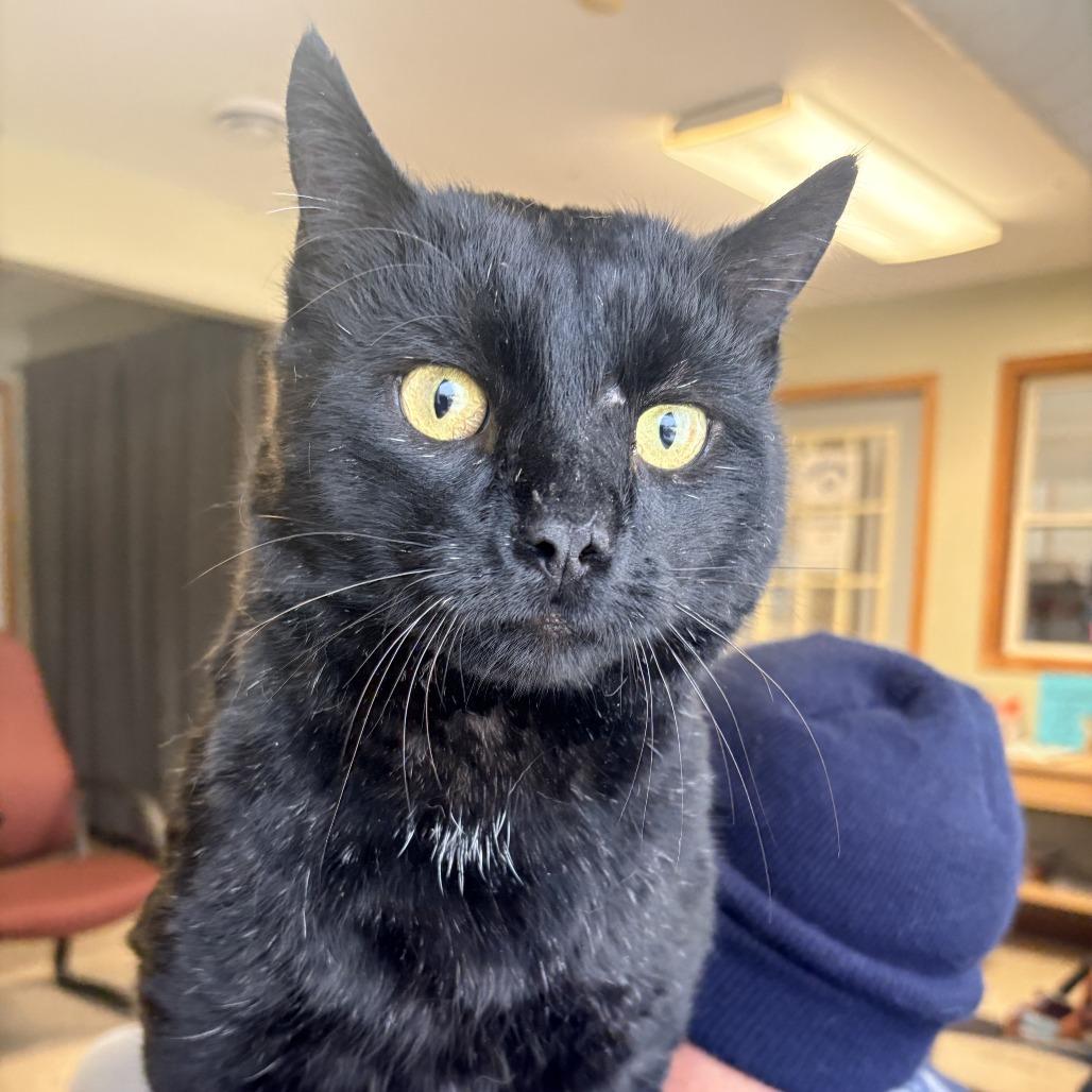 Bagheera, a Adoptable Domestic Short Hair in Glenwood, MN image 3/4