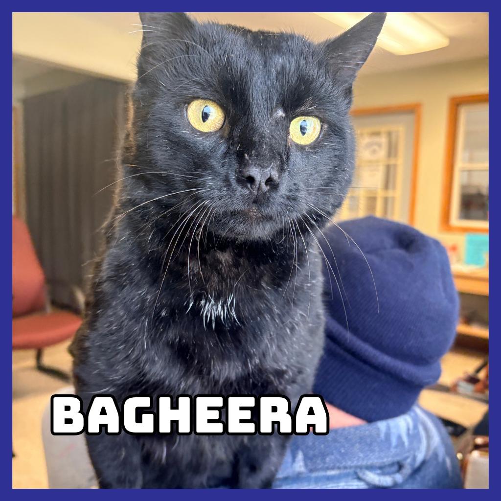 Bagheera, a Adoptable Domestic Short Hair in Glenwood, MN image 4/4