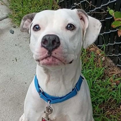 Honey Mustard, Adopted, Adult Female Mixed Breed & Mixed Breed.
