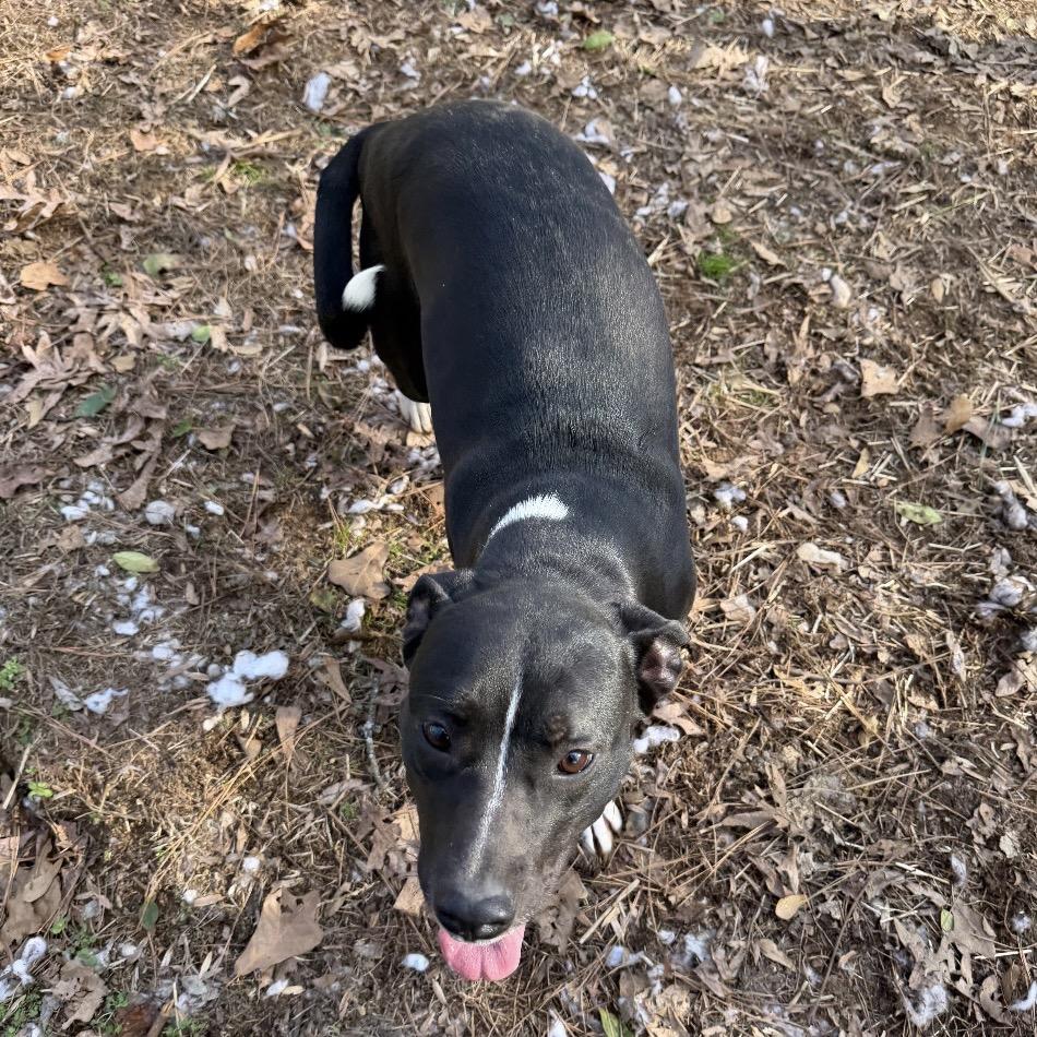 Enlarge Marley, a Adoptable mixed breed in Birmingham, AL image 1/2