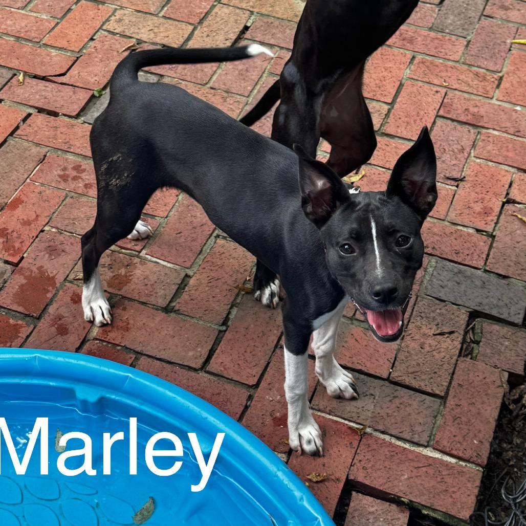 Enlarge Marley, a Adoptable mixed breed in Birmingham, AL image 1/1