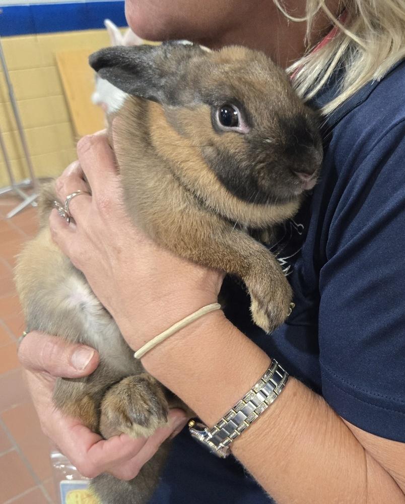 Enlarge Kiwi, a Adoptable mixed breed in Melbourne, FL image 1/6