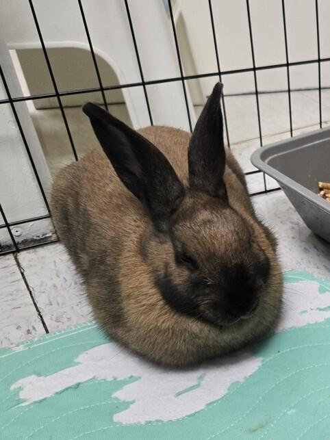 Enlarge Kiwi, a Adoptable mixed breed in Melbourne, FL image 2/6