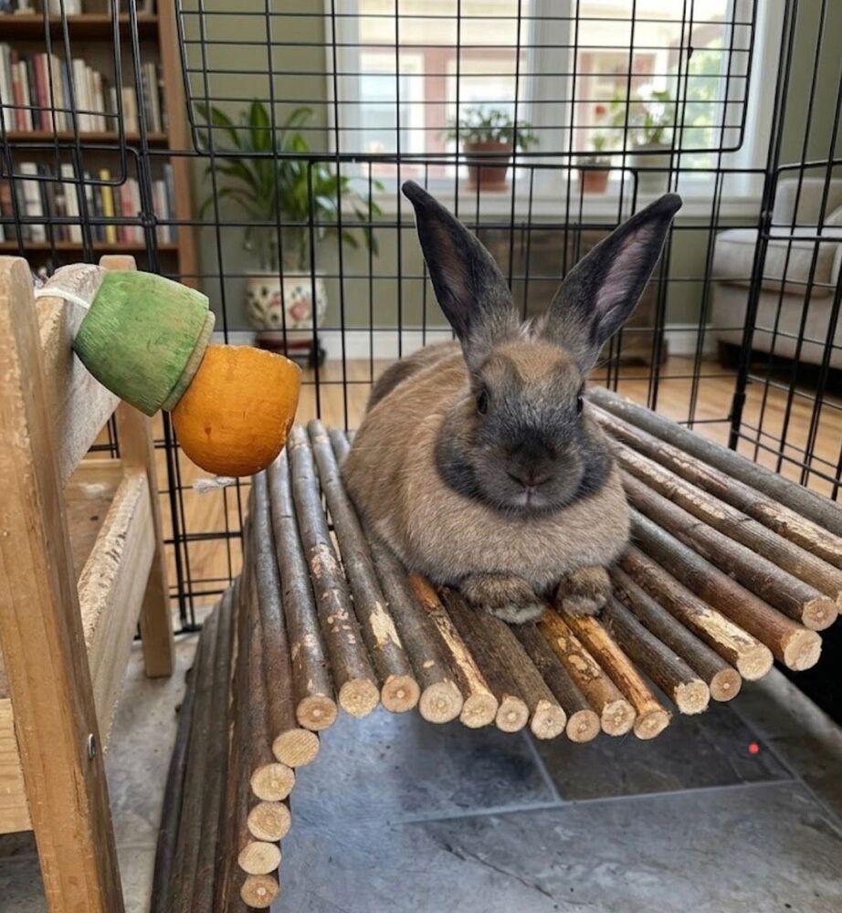 Enlarge Kiwi, a Adoptable mixed breed in Melbourne, FL image 3/6