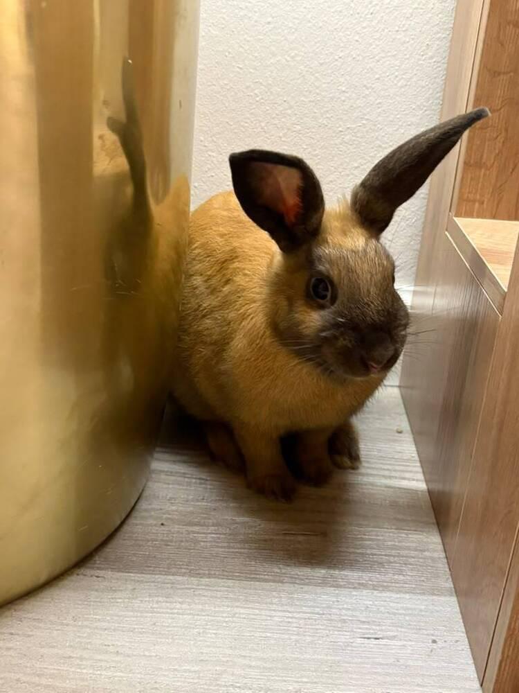 Enlarge Kiwi, a Adoptable mixed breed in Melbourne, FL image 6/6