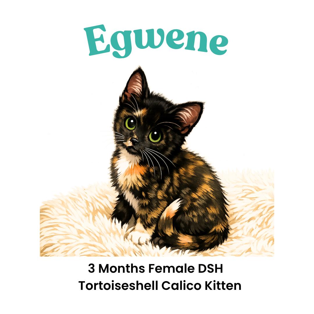 Enlarge Egwene, a Adoptable mixed breed in Webster, TX image 2/6