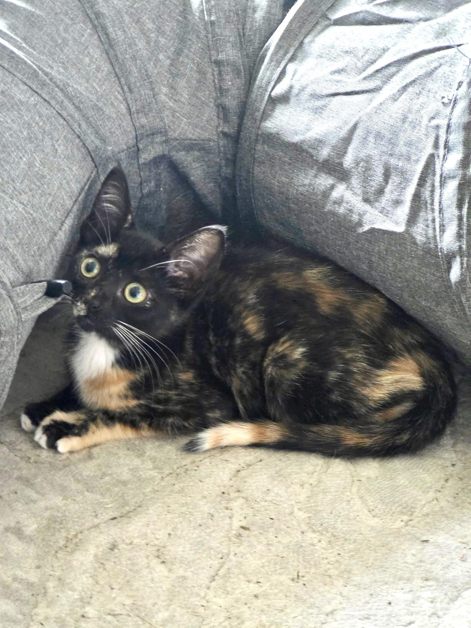 Enlarge Egwene, a Adoptable mixed breed in Webster, TX image 1/6