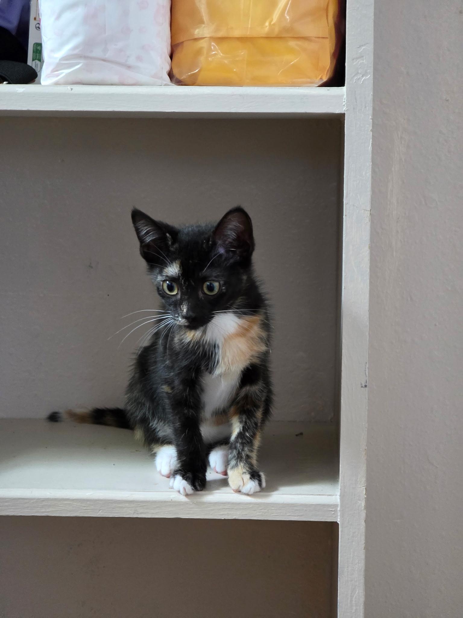 Enlarge Egwene, a Adoptable mixed breed in Webster, TX image 6/6