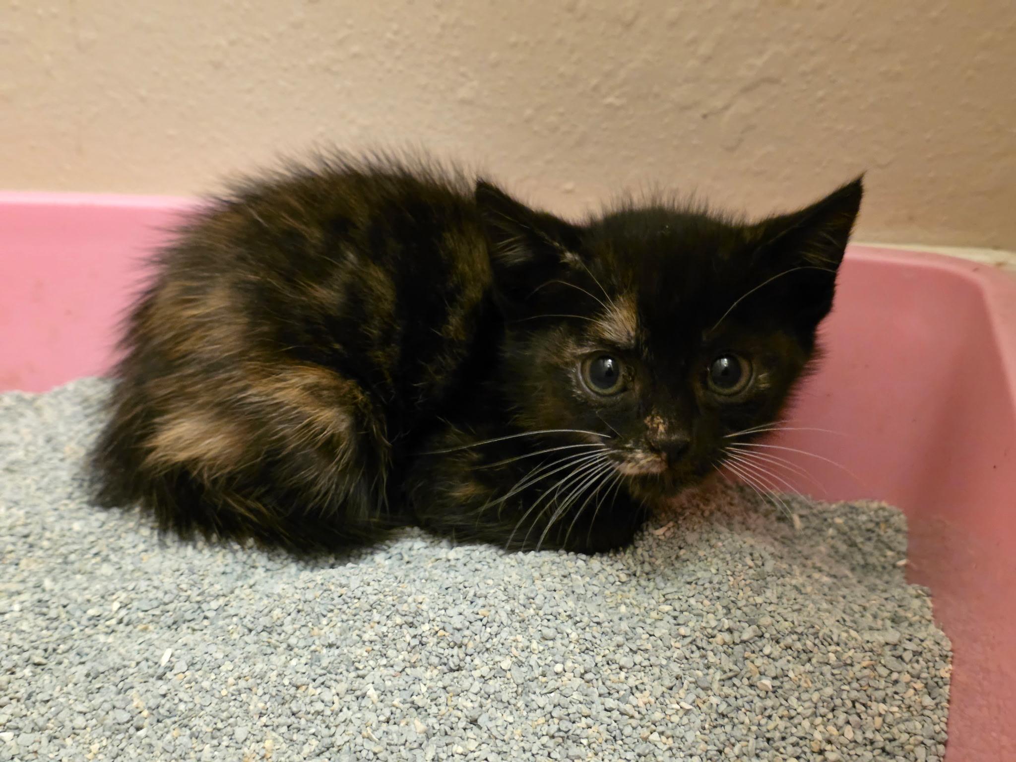 Enlarge Alayne, a Adoptable mixed breed in Houston, TX image 4/6