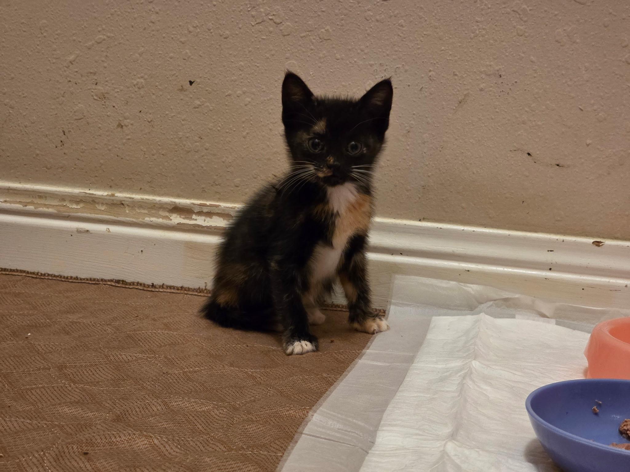 Enlarge Alayne, a Adoptable mixed breed in Houston, TX image 5/6