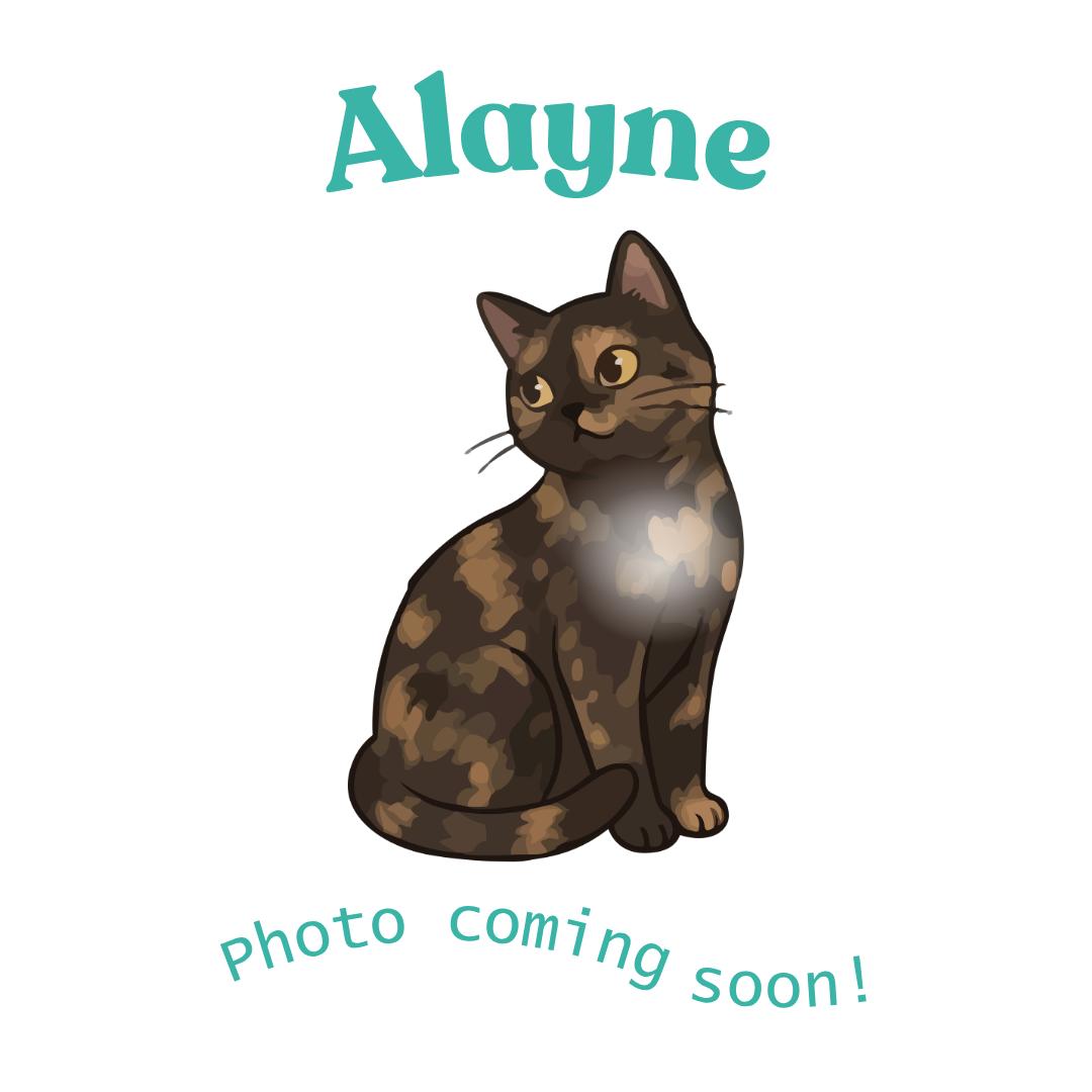 Alayne, Adoptable, Kitten Female American Shorthair.