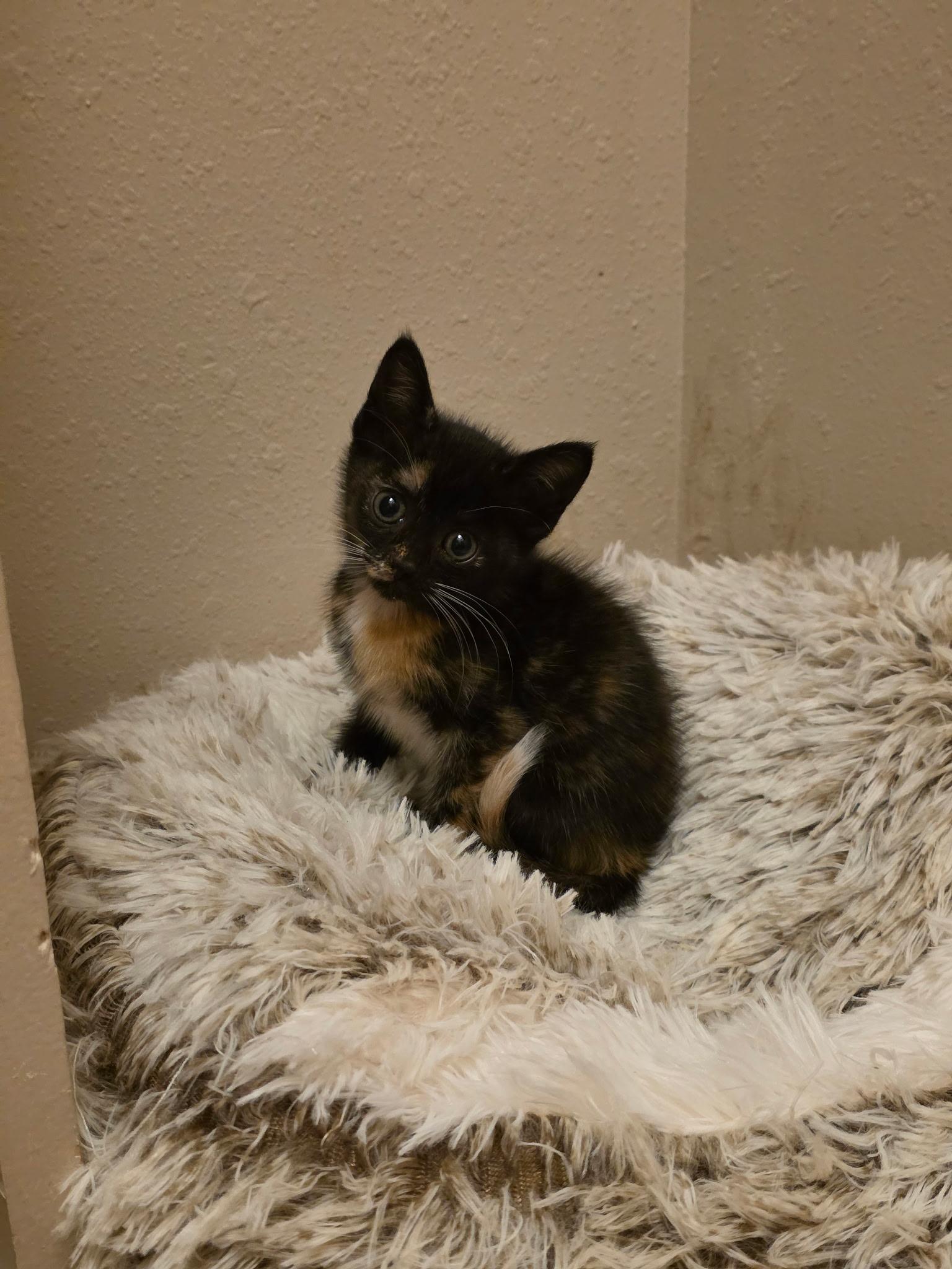 Enlarge Alayne, a Adoptable mixed breed in Houston, TX image 2/6