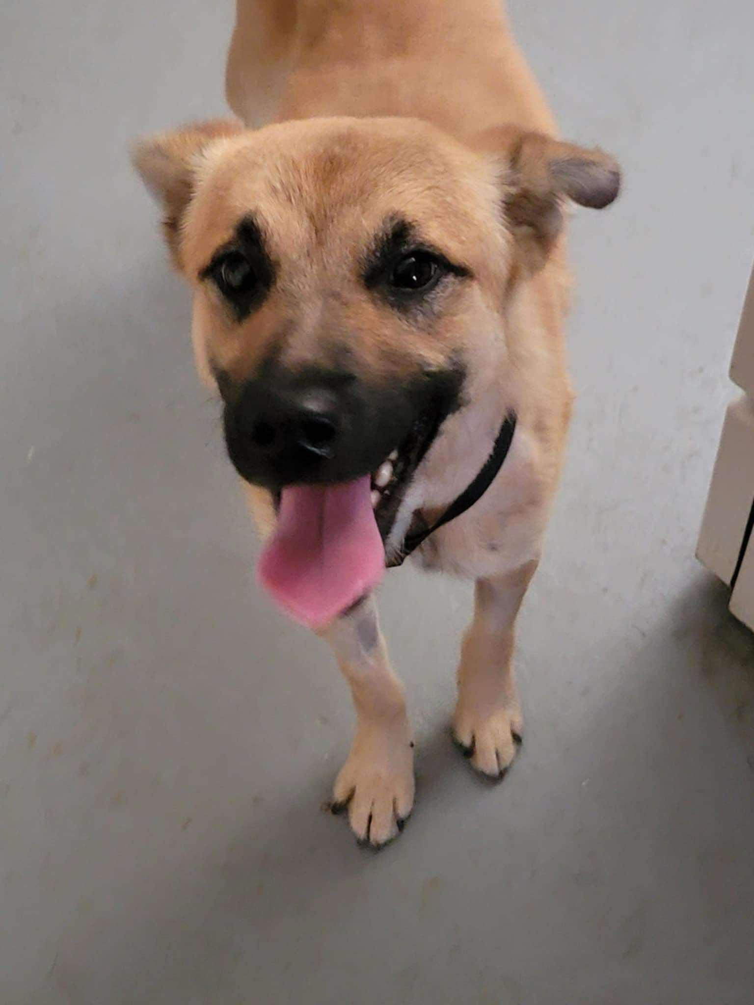 Bruno, Adoptable, Adult Male Labrador Retriever.