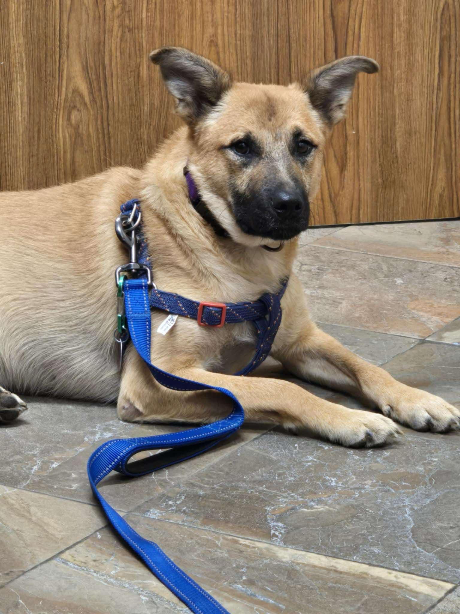 Enlarge Bruno, a Adoptable Labrador Retriever in Poplar Bluff, MO image 2/3