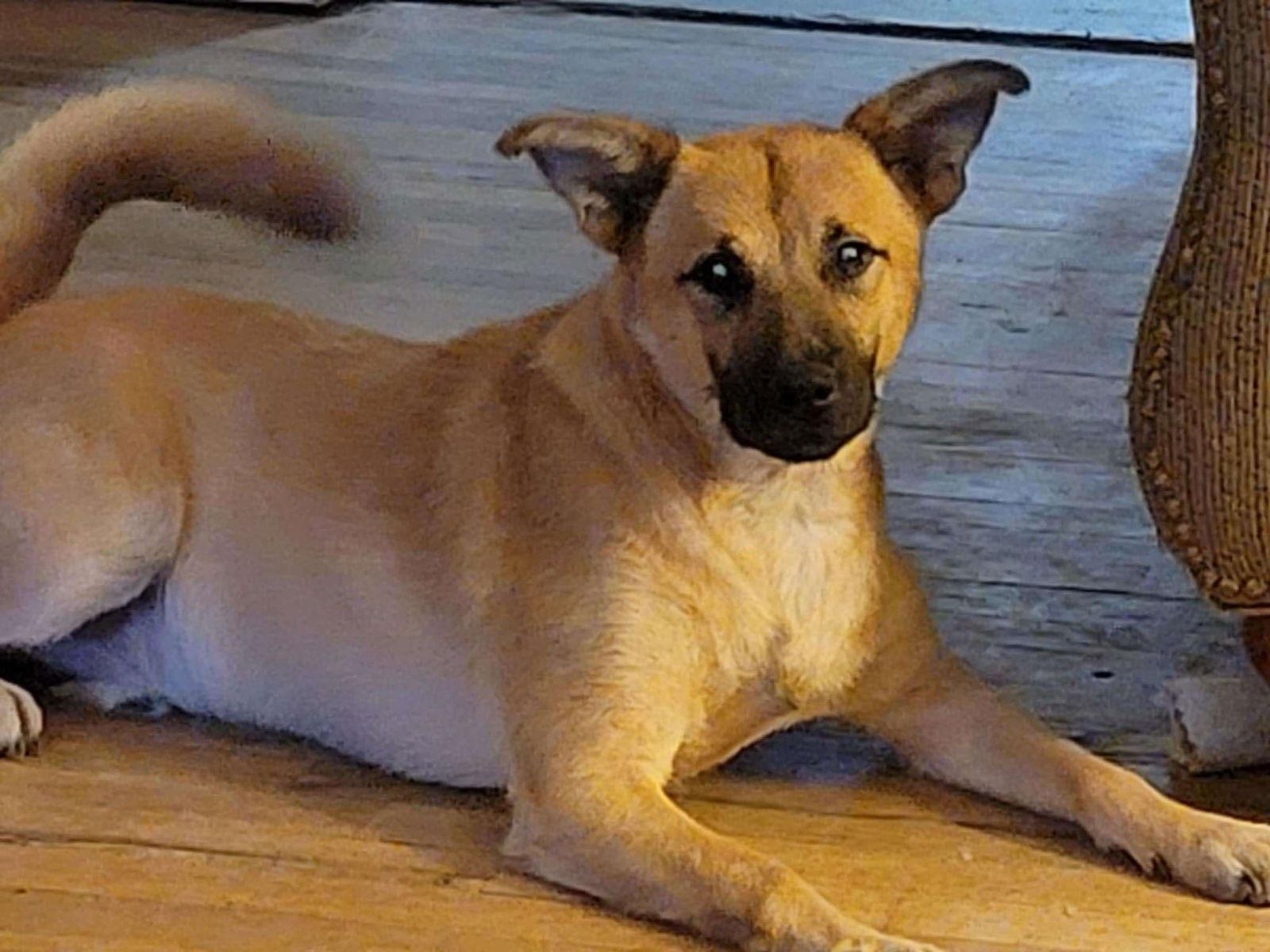 Enlarge Bruno, a Adoptable Labrador Retriever in Poplar Bluff, MO image 3/3