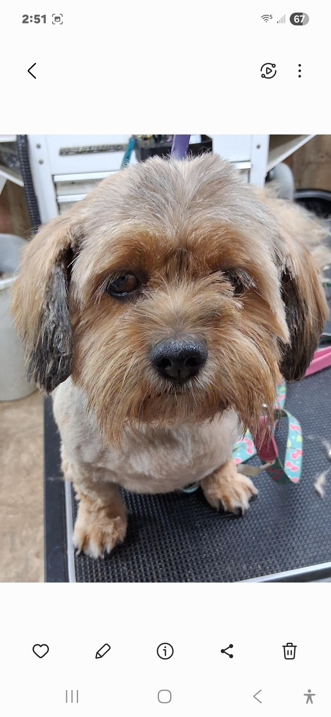 Enlarge MARCY, an adopted mixed breed in Fulton, NY image 1/2