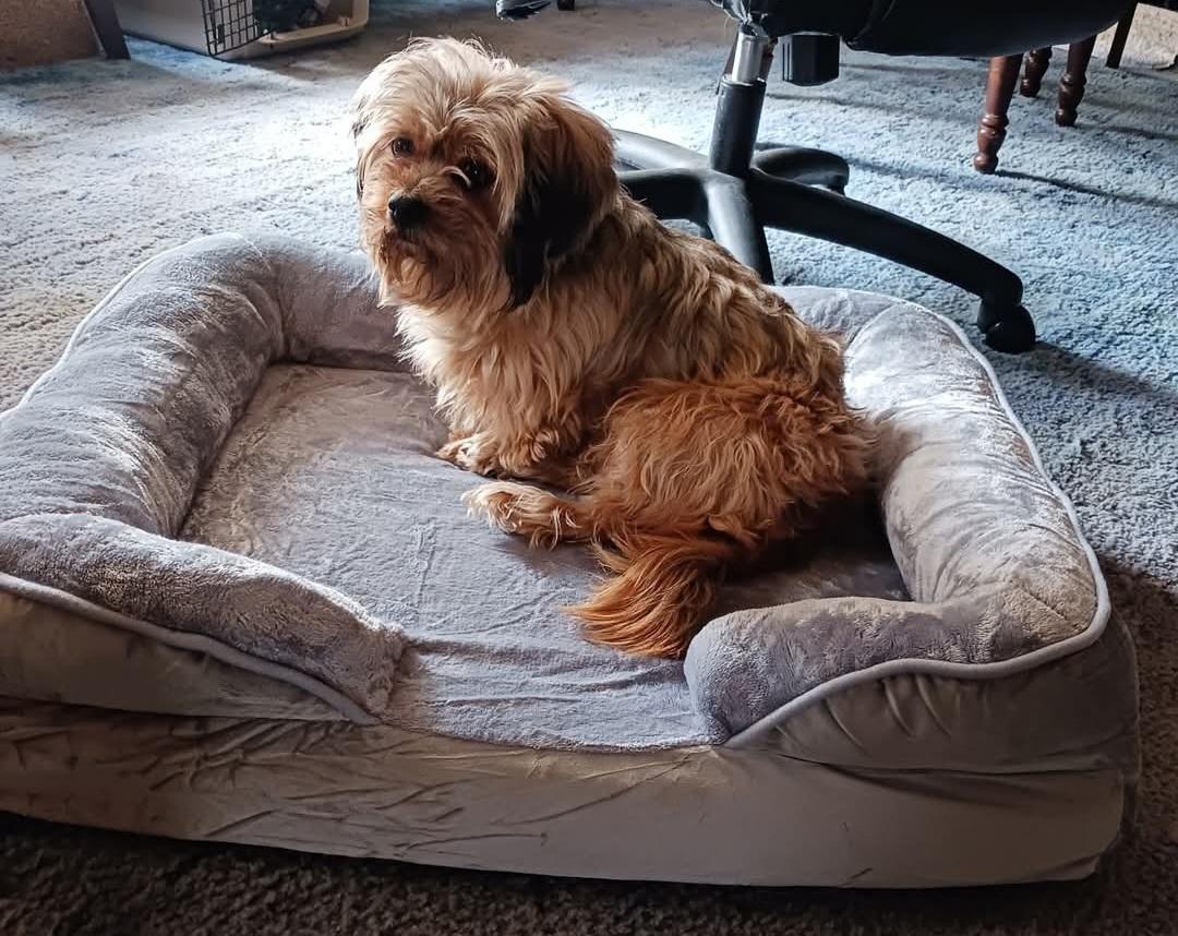 Enlarge MARCY, an adopted mixed breed in Fulton, NY image 2/2