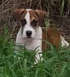 Enlarge Ace, a Adoptable mixed breed in Toms River, NJ image 1/8