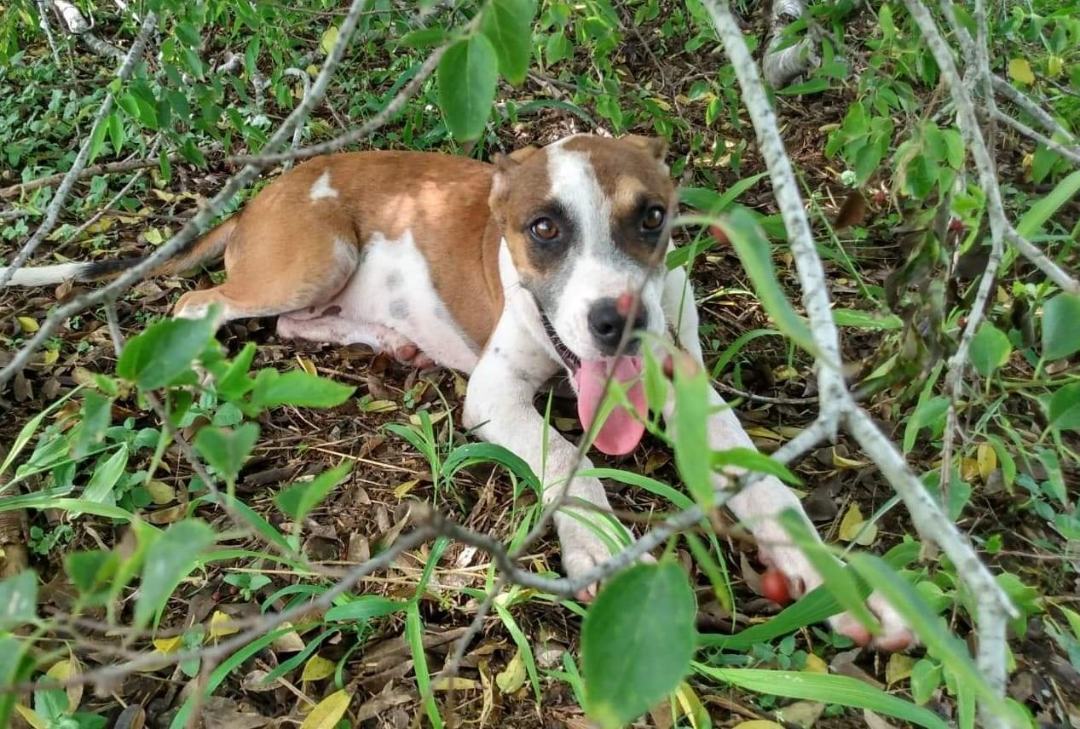 Enlarge Ace, a Adoptable mixed breed in Toms River, NJ image 2/8