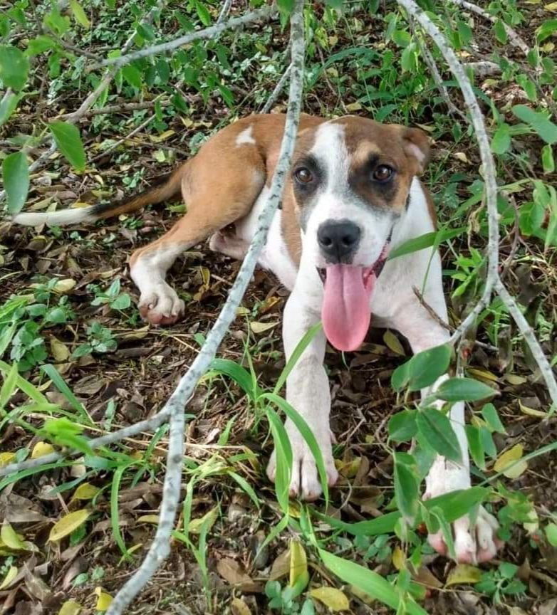 Enlarge Ace, a Adoptable mixed breed in Toms River, NJ image 3/8