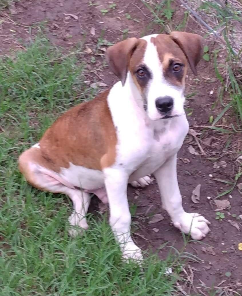 Enlarge Ace, a Adoptable mixed breed in Toms River, NJ image 4/8