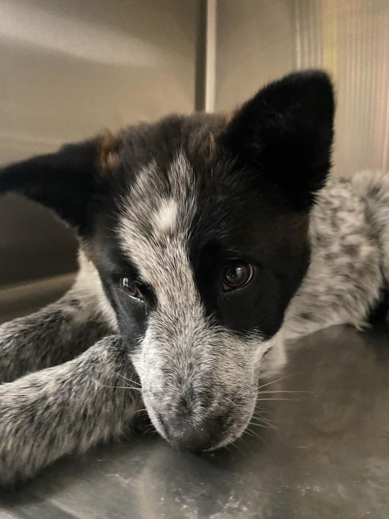 Enlarge Sara, an adopted mixed breed in Polson, MT image 2/3