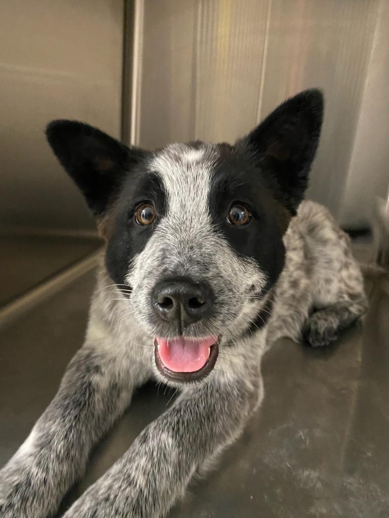 Enlarge Sara, an adopted mixed breed in Polson, MT image 1/3