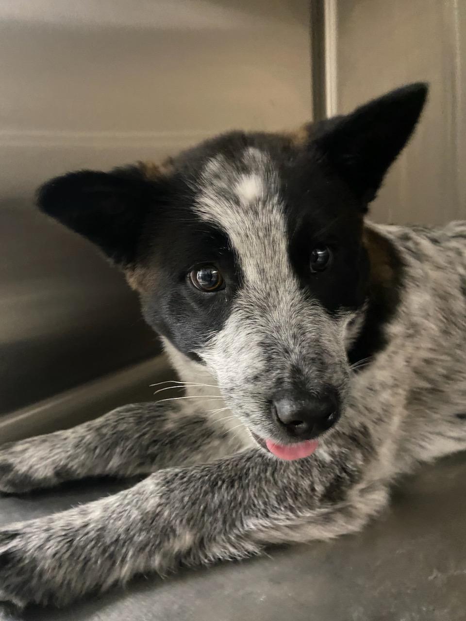 Enlarge Sara, an adopted mixed breed in Polson, MT image 3/3