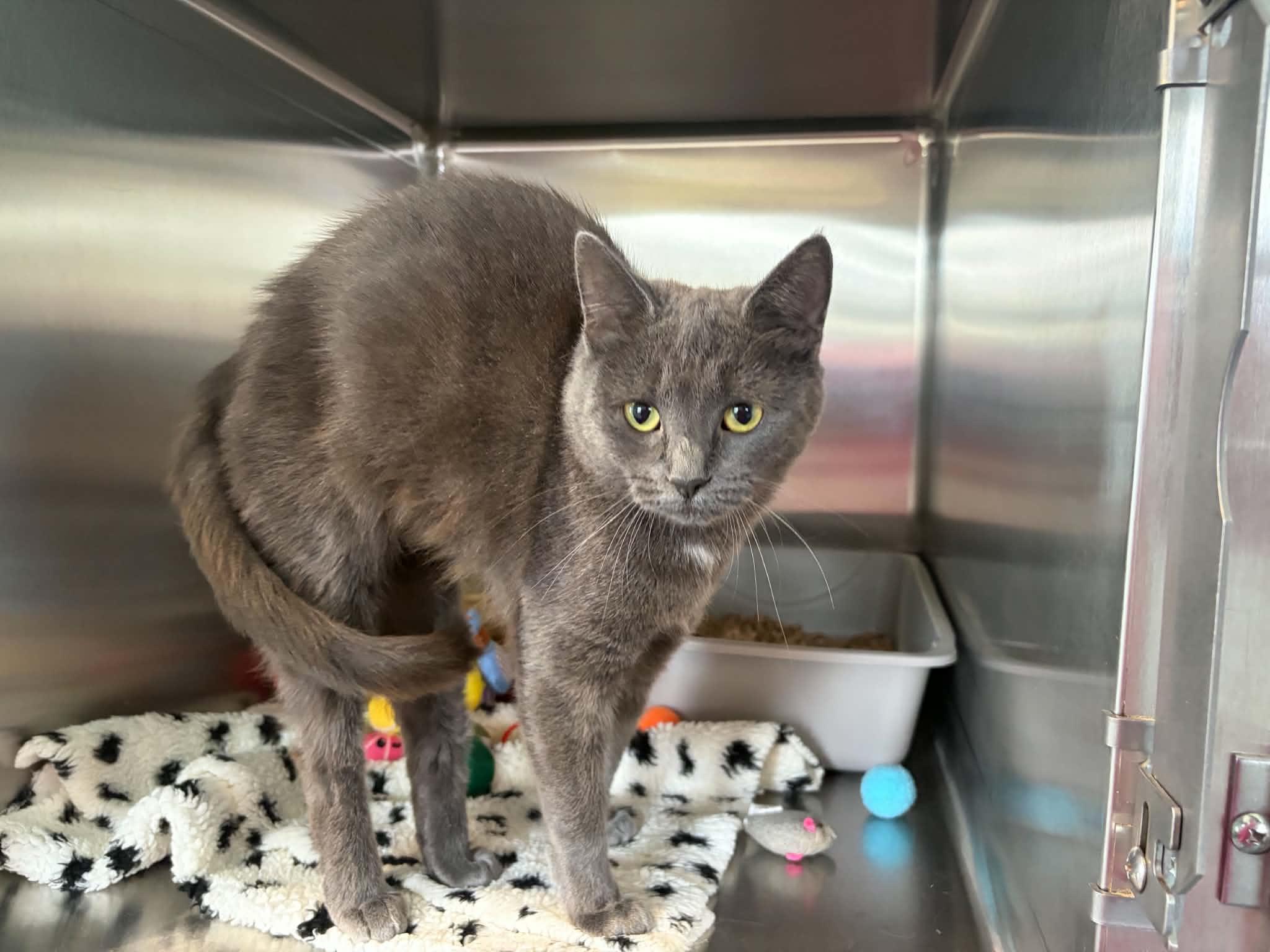 Pickle, Adoptable, Adult Female Domestic Short Hair.