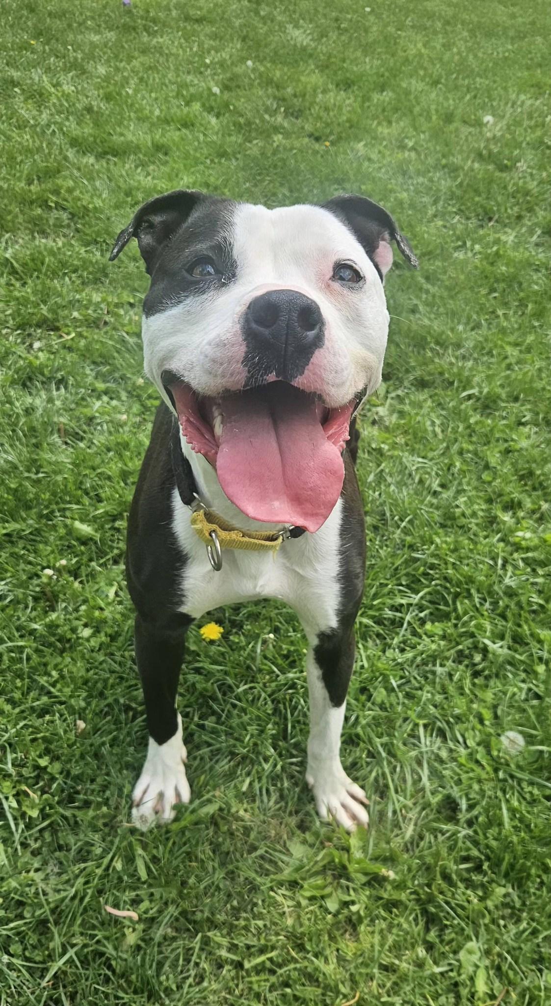 Chimichonga, ADOPTABLE, Adult Female Pit Bull Terrier.