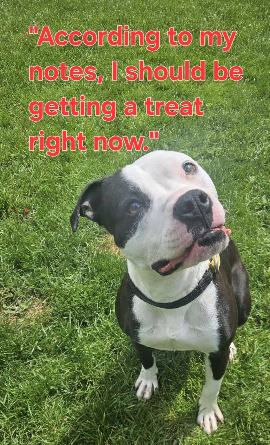 Enlarge Chimichonga, a ADOPTABLE mixed breed in New Castle, PA image 2/3