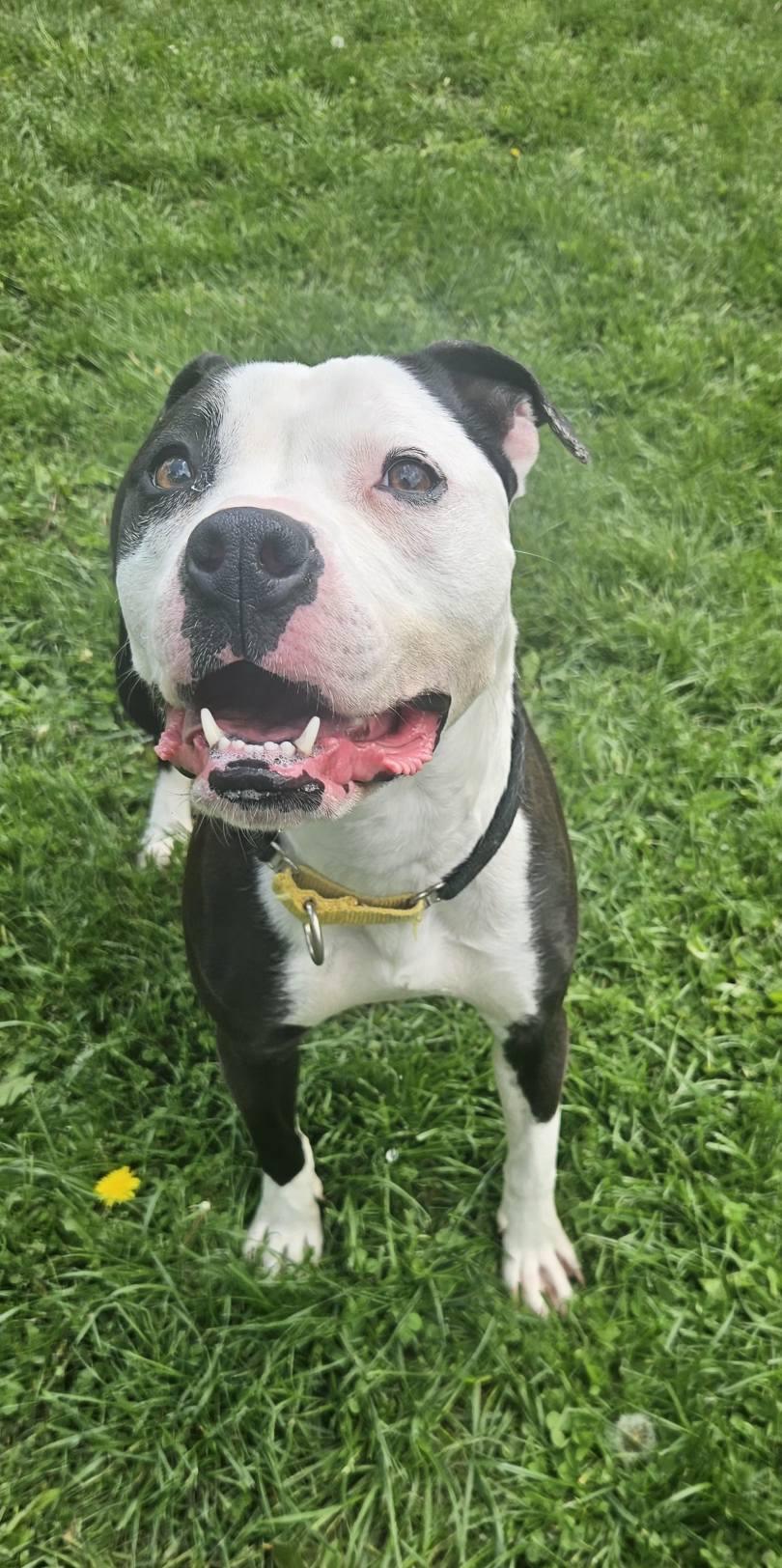 Enlarge Chimichonga, a ADOPTABLE mixed breed in New Castle, PA image 3/3