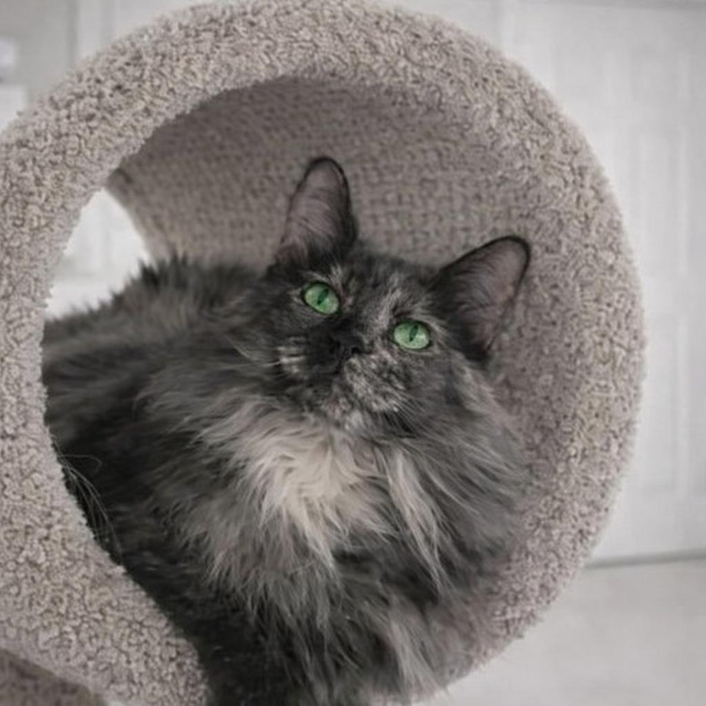 Enlarge Charlotte — Graceful, Loyal, and Waiting for the Right Heart, a Adoptable mixed breed in Hillsboro, TX image 3/6