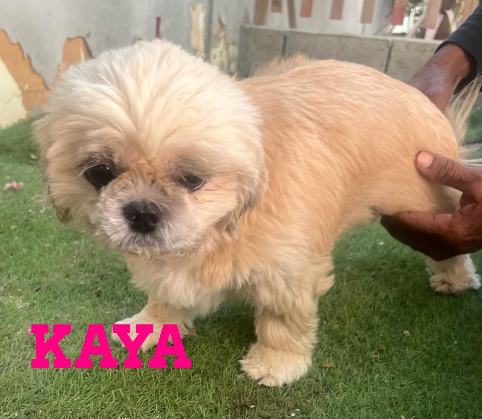 Enlarge Kaya, a ADOPTABLE mixed breed in Scarborough, ON image 3/4