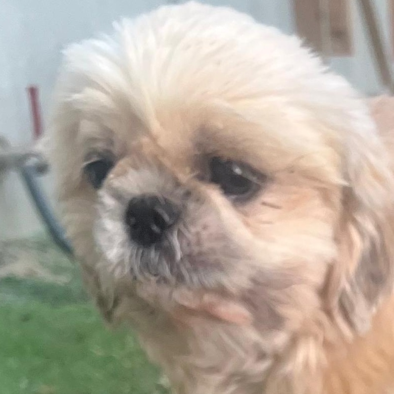 Kaya, ADOPTABLE, Adult Female Shih Tzu & Maltese.