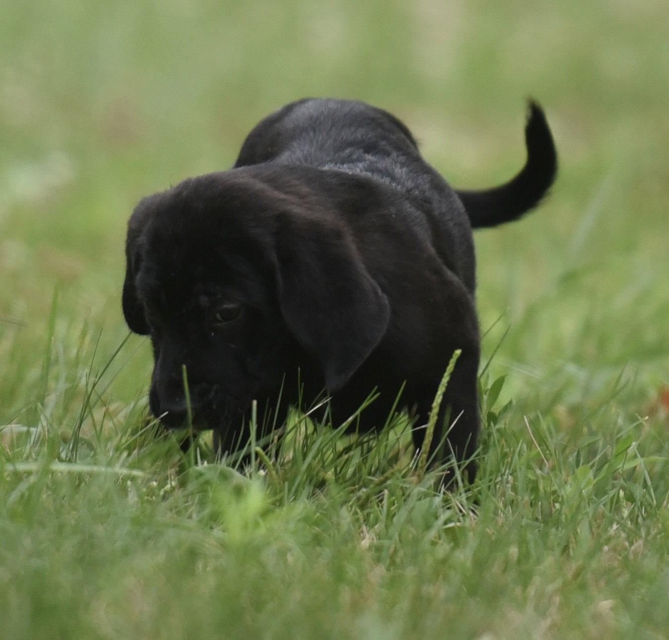 Enlarge Wyatt, a Adoptable mixed breed in Mechanicsburg, PA image 2/3