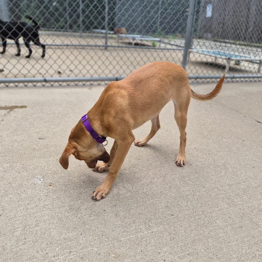 Enlarge Tandy, a Adoptable Mixed Breed in Woodstock, IL image 1/4