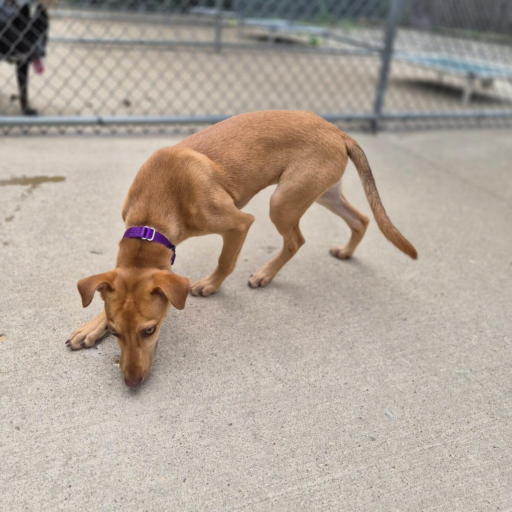 Enlarge Tandy, a Adoptable Mixed Breed in Woodstock, IL image 2/4