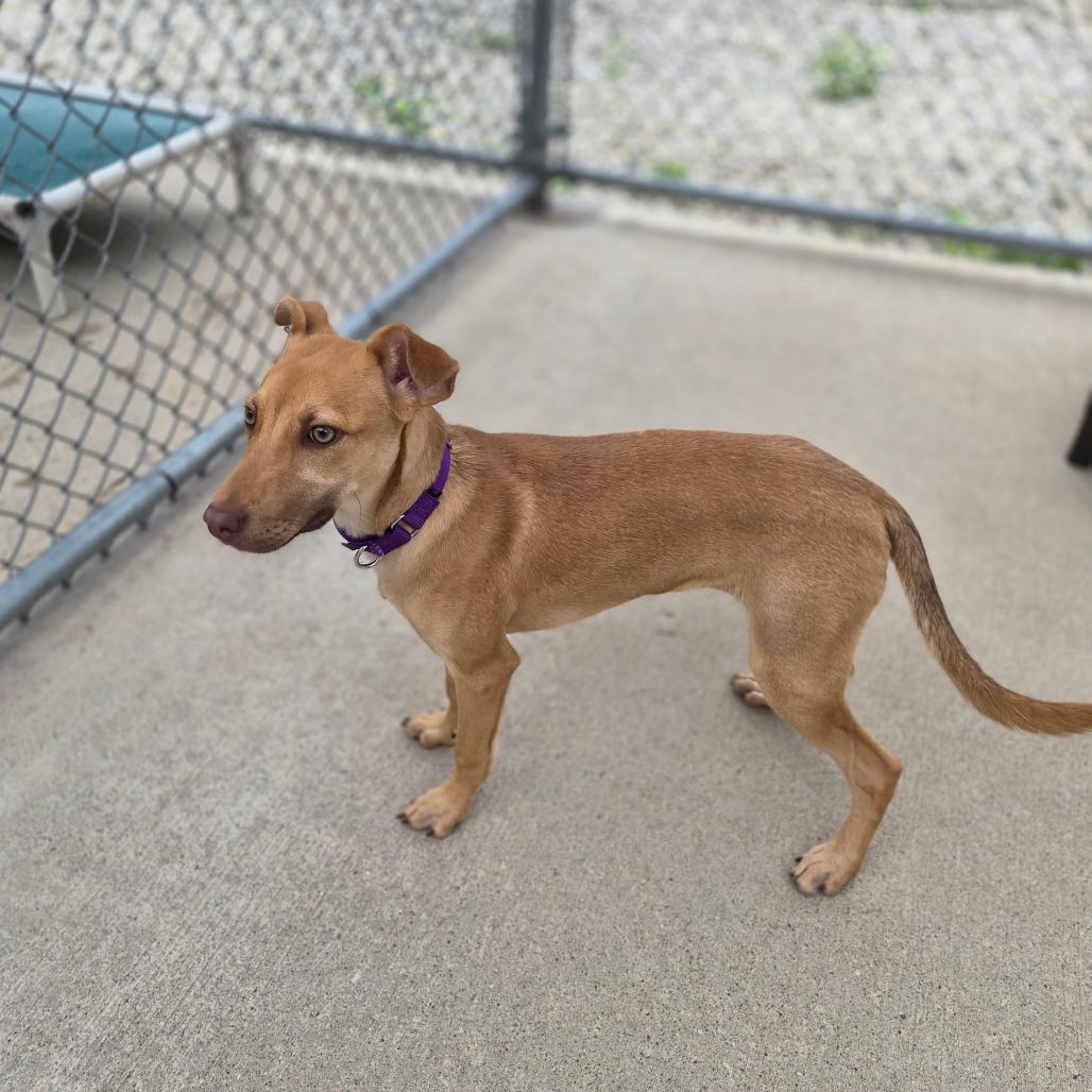 Enlarge Tandy, a Adoptable Mixed Breed in Woodstock, IL image 3/4