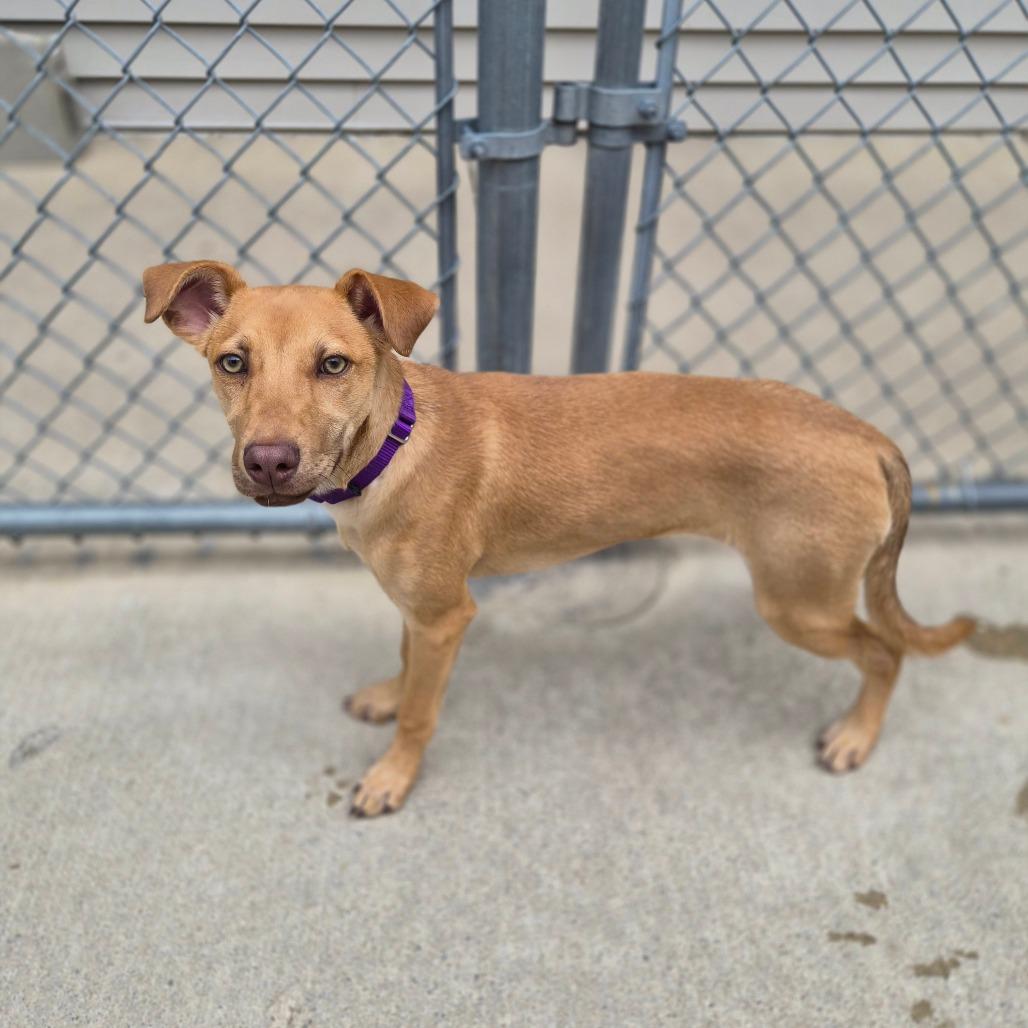 Enlarge Tandy, a Adoptable Mixed Breed in Woodstock, IL image 4/4