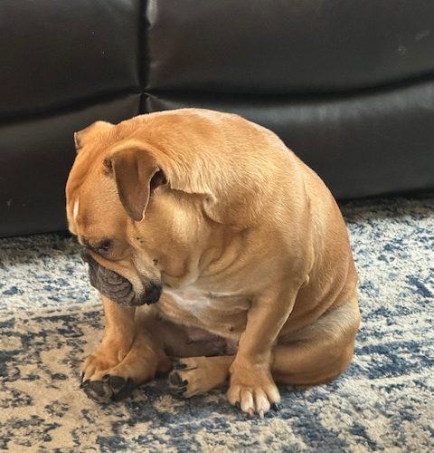 Luna, Adoptable, Young Female English Bulldog & Mixed Breed.