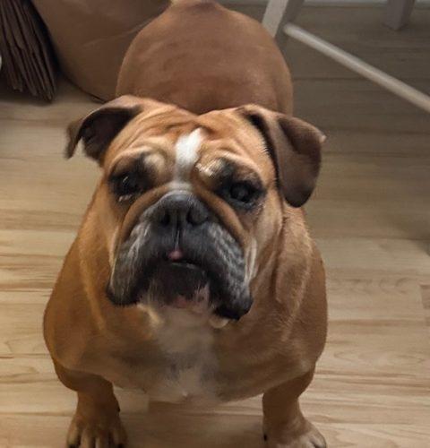 Enlarge Luna, a Adoptable mixed breed in Chicago, IL image 2/5