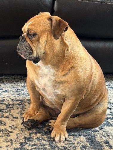 Enlarge Luna, a Adoptable mixed breed in Chicago, IL image 3/5