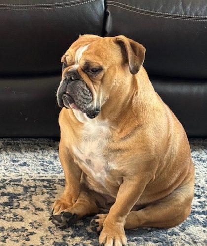 Enlarge Luna, a Adoptable mixed breed in Chicago, IL image 4/5