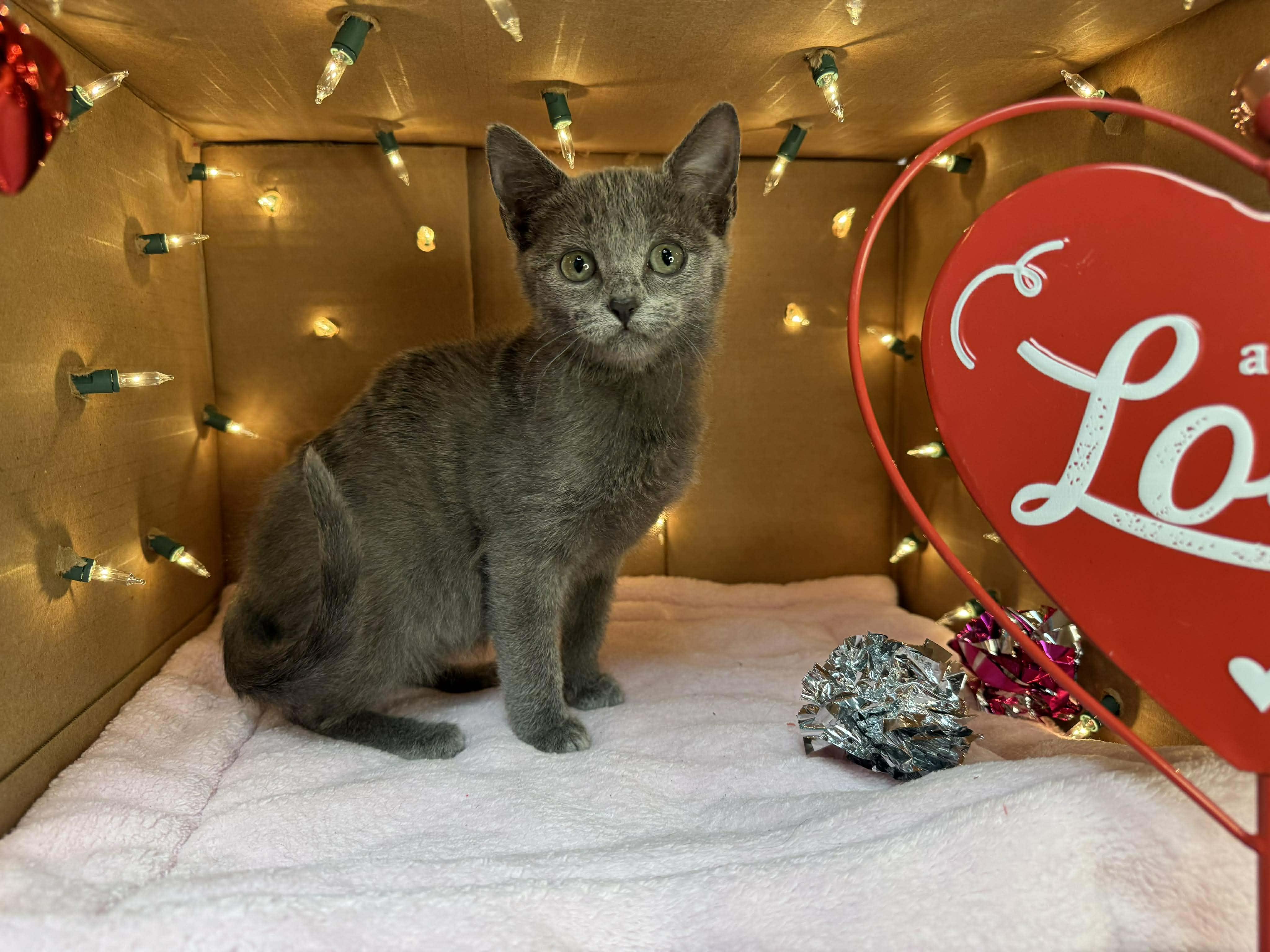 Lainey - Sweet and affectionate, a Adoptable Domestic Short Hair in Hales Corners, WI image 1/5
